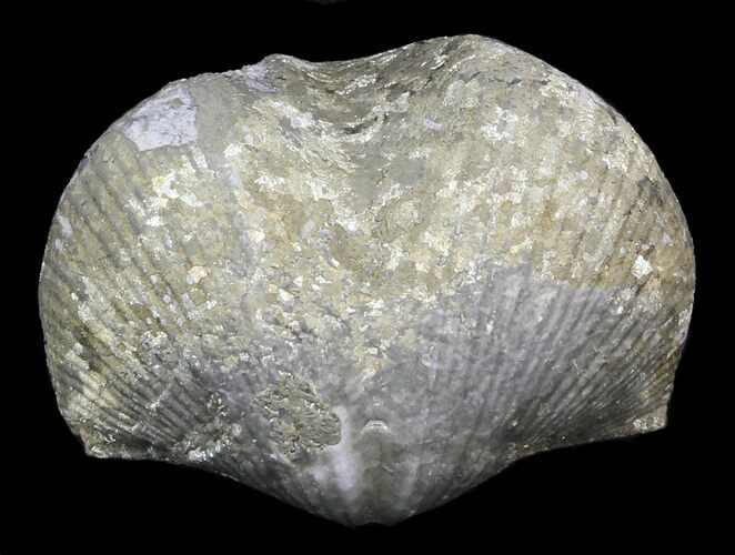 Pyrite Replaced Brachiopod (Paraspirifer) - Ohio #42836